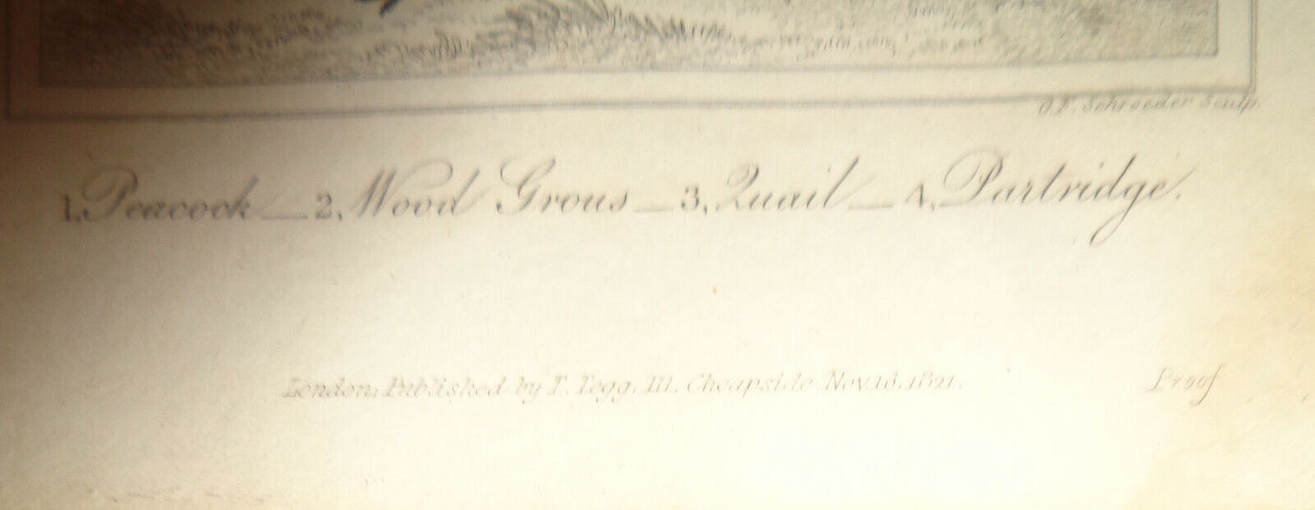 1825 steel engraving - Oliver Goldsmith - Peacock, Wood Grous, Quail, Partridge