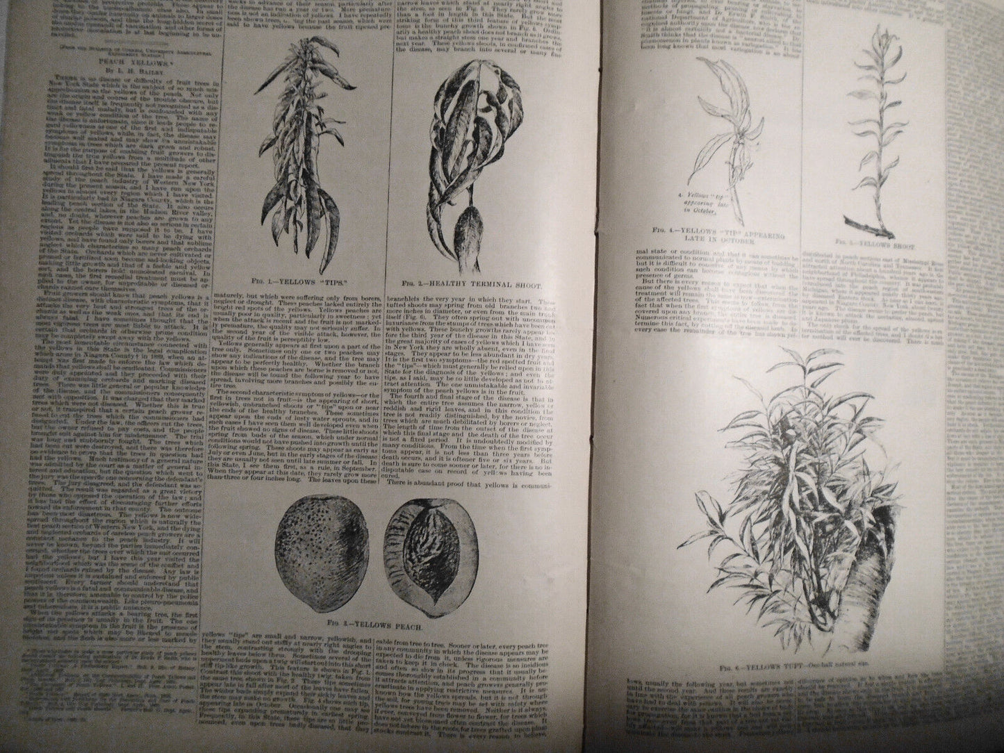 Scientific American Supplement Dec 15, 1894. Experiments with a falling cat, etc