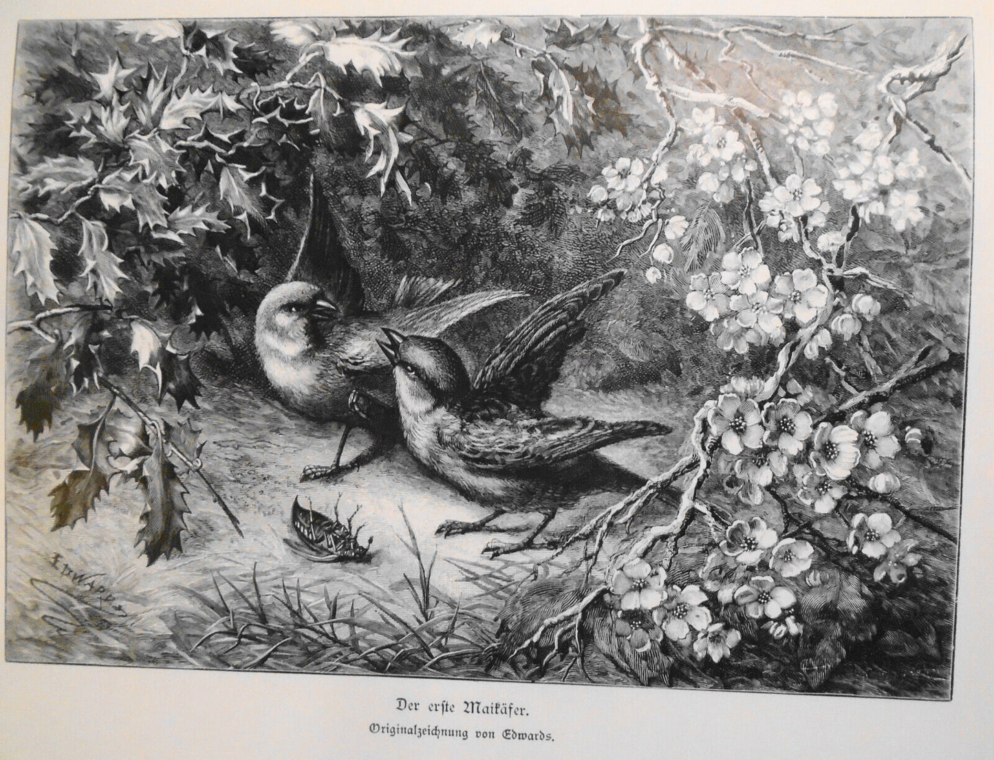 Die Beiden Philosophen, by Sus & Der Erste Maikafer, by Edwards - 1884 Original