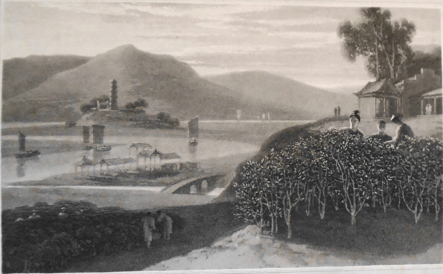 1809 Tea Tree, by William Daniell