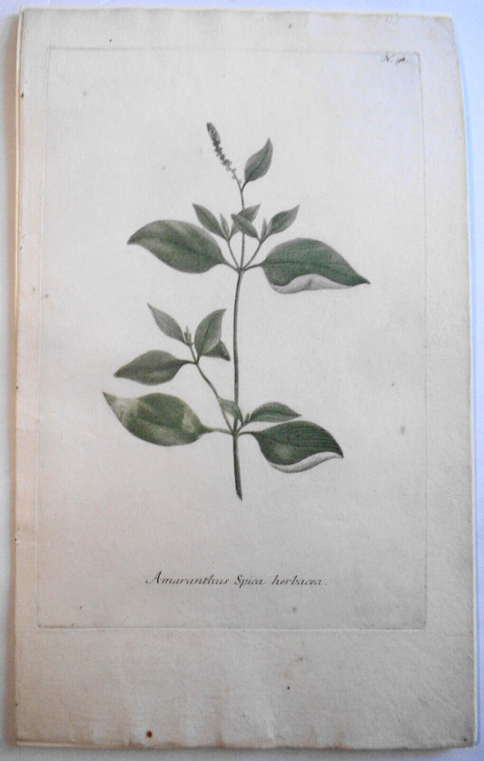 Johann Wilhelm Weinmann - Amaranthus Spica Herbacea N. 98,  ca 1745 Hand-colored