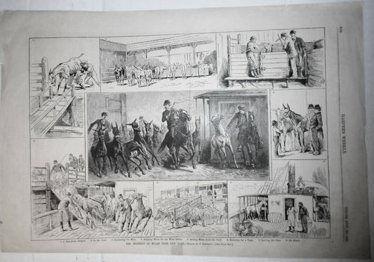 The Shipment Of Mules From New York, by P. Frenzeny  - Harper's Weekly 1882