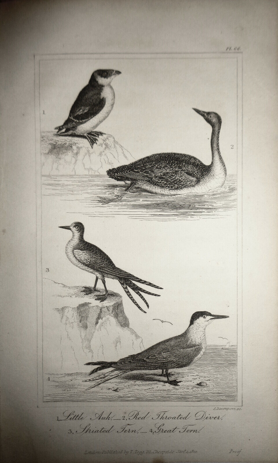 1825 bird engraving - Goldsmith - Little Auk, Red Throated Diver, Striated Fern