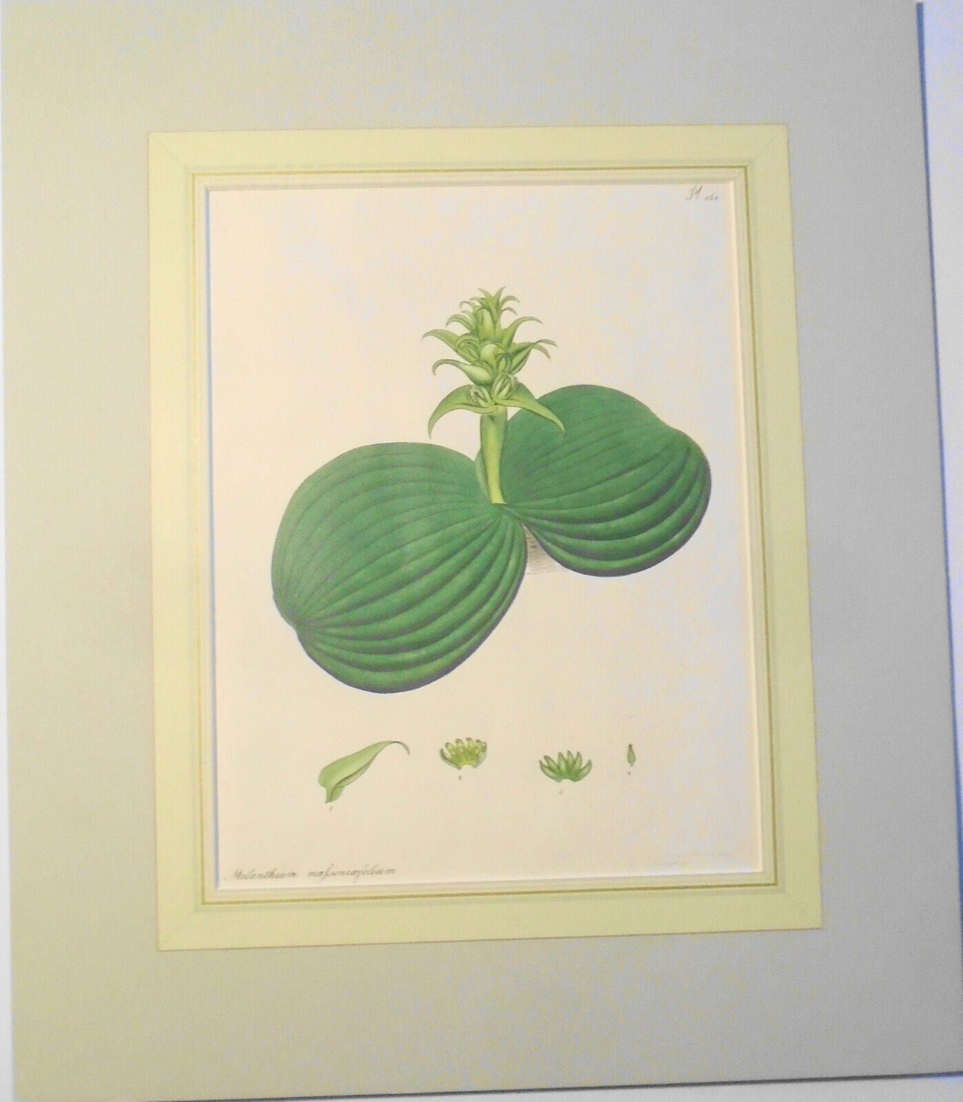 1805 melanthium massoniaefolium - Botanist's Repository, Henry Charles Andrews