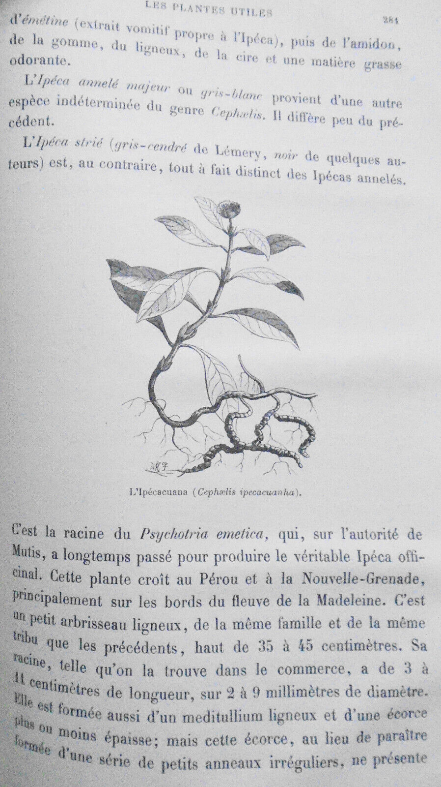 Les Plantes Utiles, by Arthur Mangin. 1886.