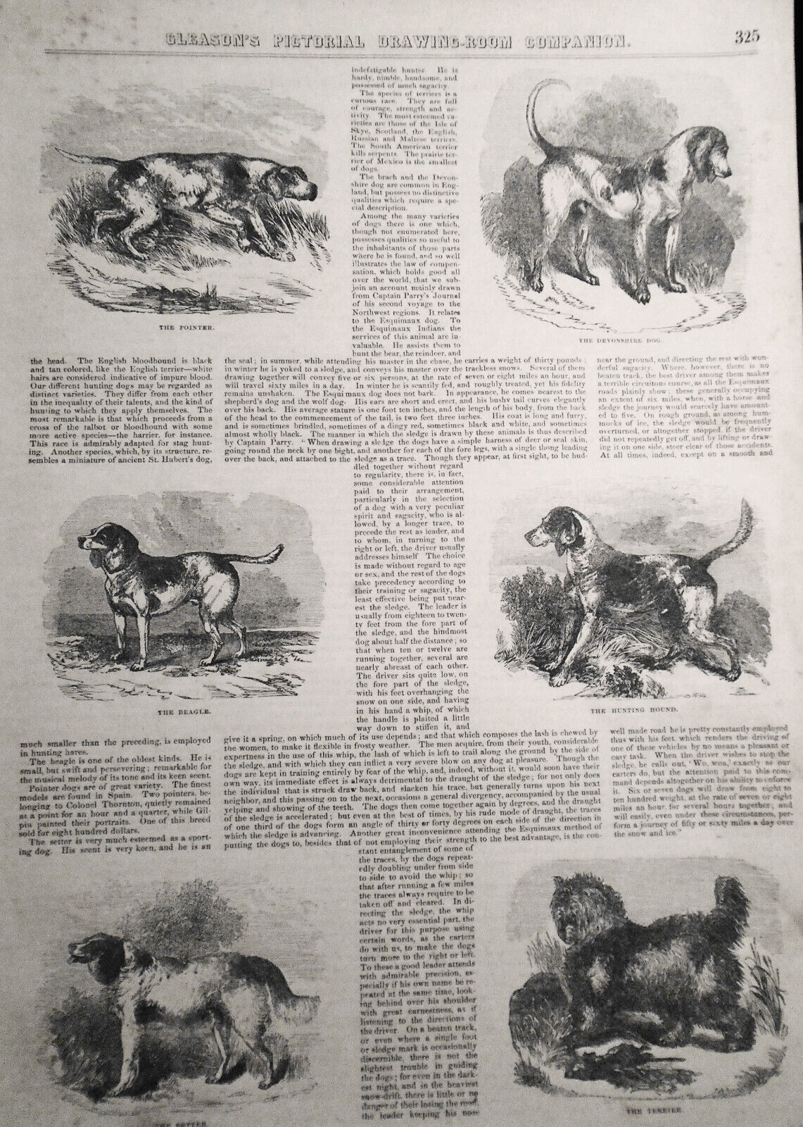 Gleason's Pictorial - Original - May 22, 1852 - 12 Dog Prints; US Army uniforms