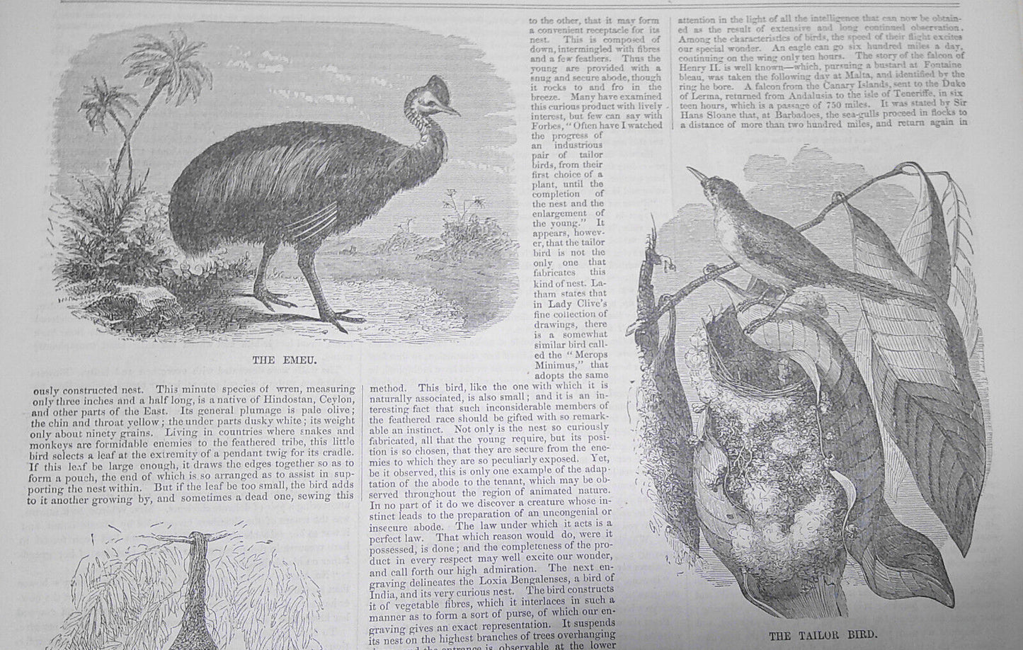 Ballou's Pictorial, February 14, 1857. Rare and Curious Birds; Tennessee; etc