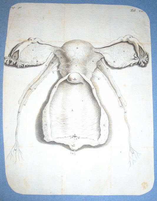 1672 De mulierum organis generationi inservientibus tractatus novus: Plate Tab 7