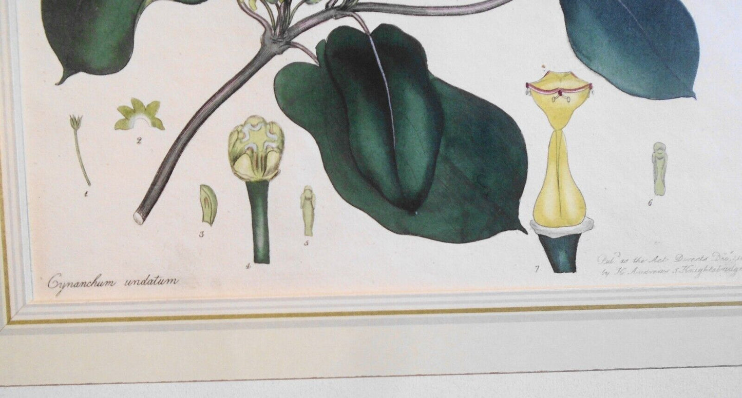 1804 Cynanchum Undatum, pl. 410 - Botanist's Repository, Henry Charles Andrews