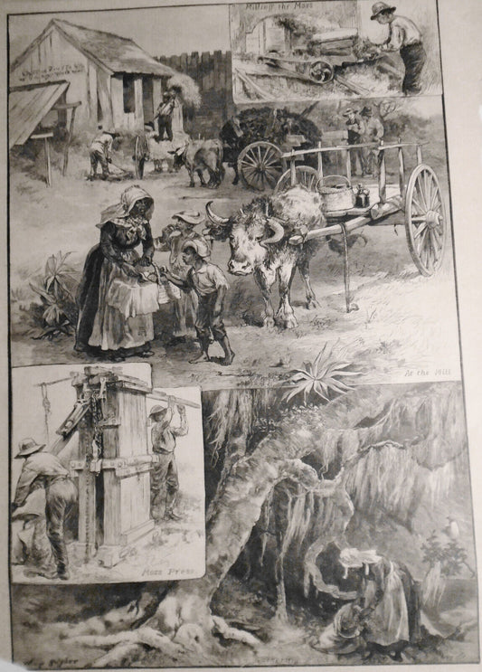 The Moss Industry In The South -  1882 Harper's Weekly - Spanish Black Americana