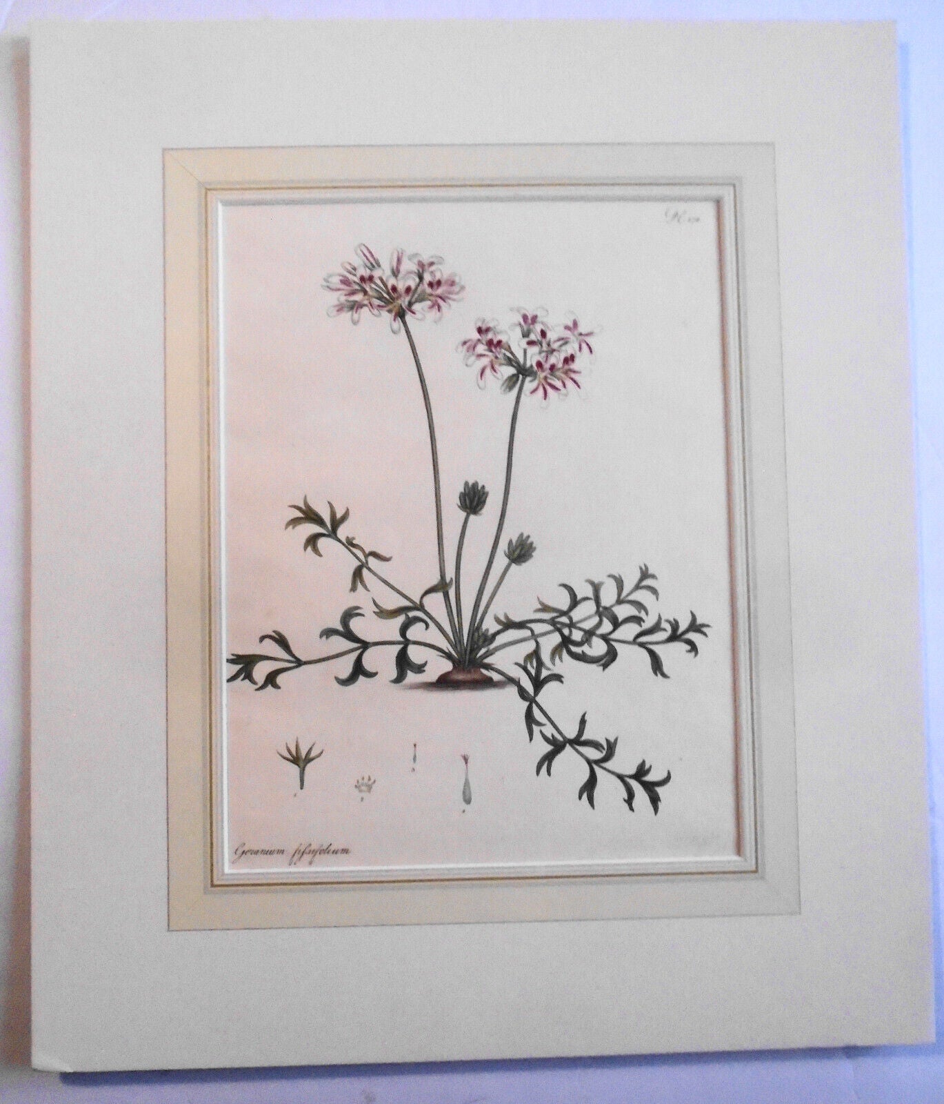 1805 Geranium Fissifolium pl. 378 - Botanist's Repository, Henry Charles Andrews