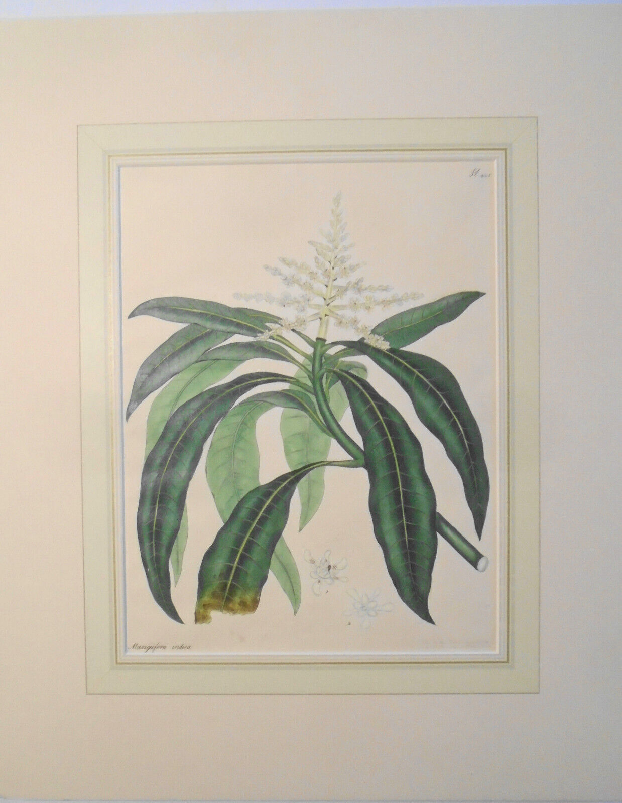 1805 Mangifera Indica, pl. 425 - Botanist's Repository, Henry Charles Andrews