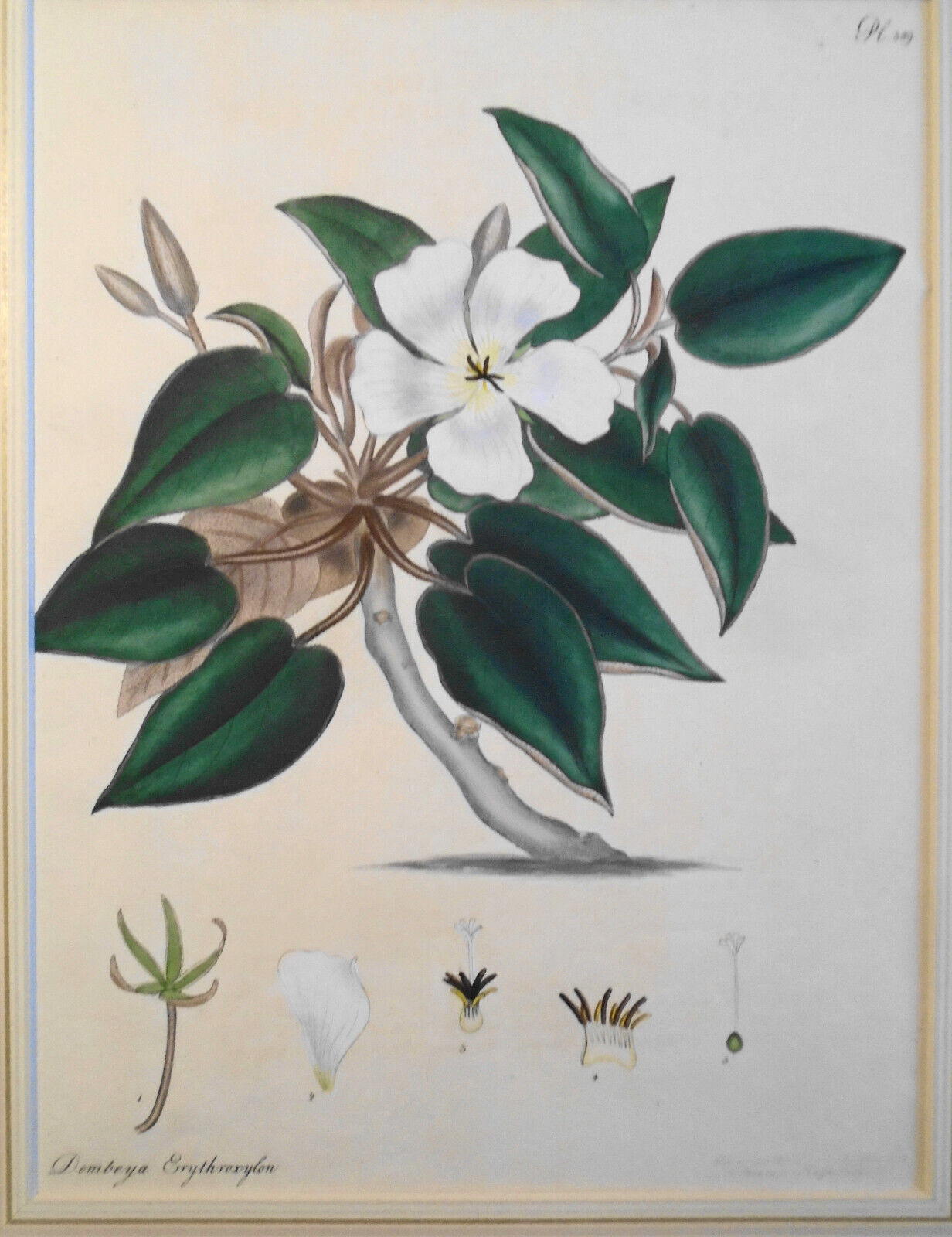 1805 Dombeya Erythroxylon, pl. 389 - Botanist's Repository Henry Charles Andrews