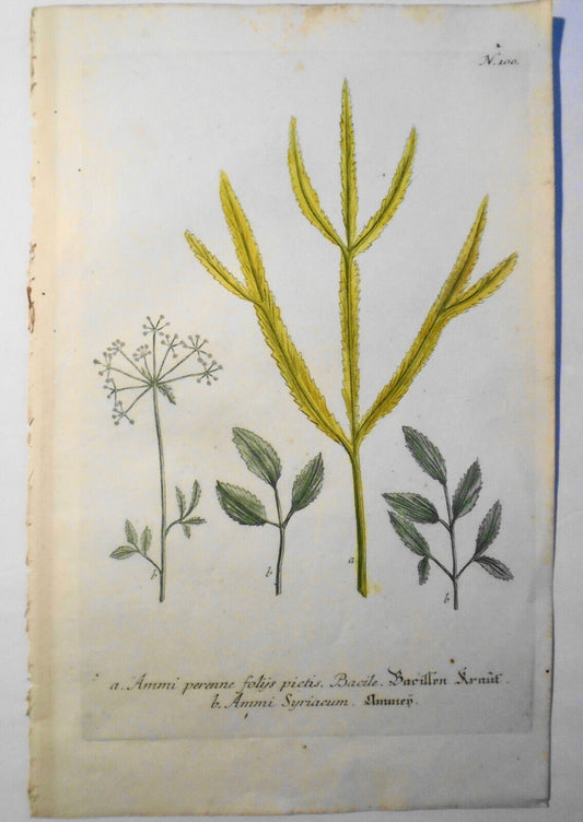 Johann Wilhelm Weinmann - Folys Pictis Syriacum N. 100 - ca. 1745. Hand-colored.