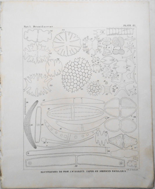 American bacillaria. Part 1, Desmidaceae. / by J. W. Bailey. 1841 Original print