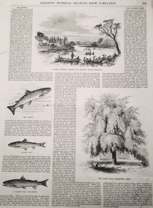 The Salmon - Fishing Ground at Hasling Place Ireland - Gleason's Pictorial 1850s