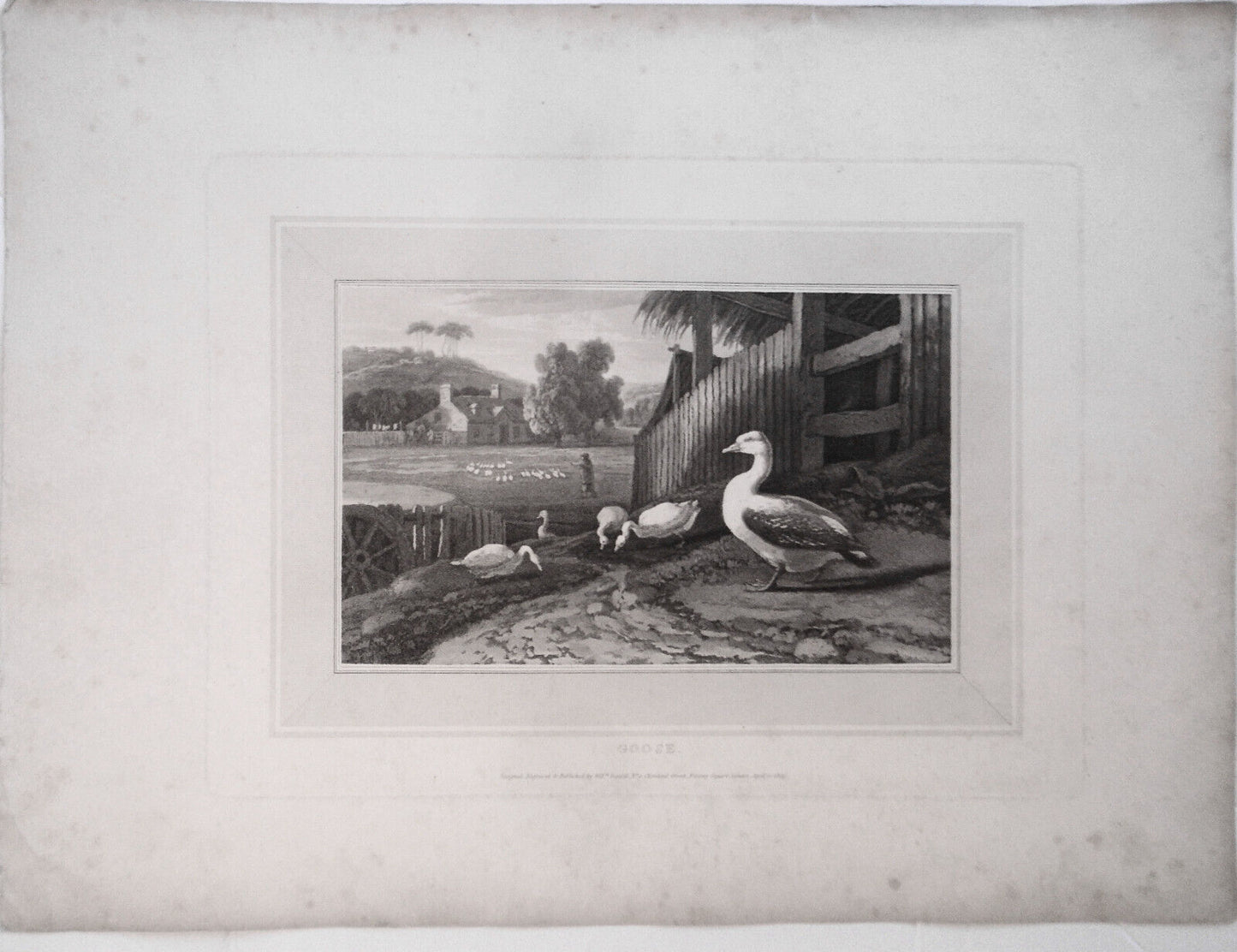 1807 Goose, by William Daniell. Aquatint engraving.