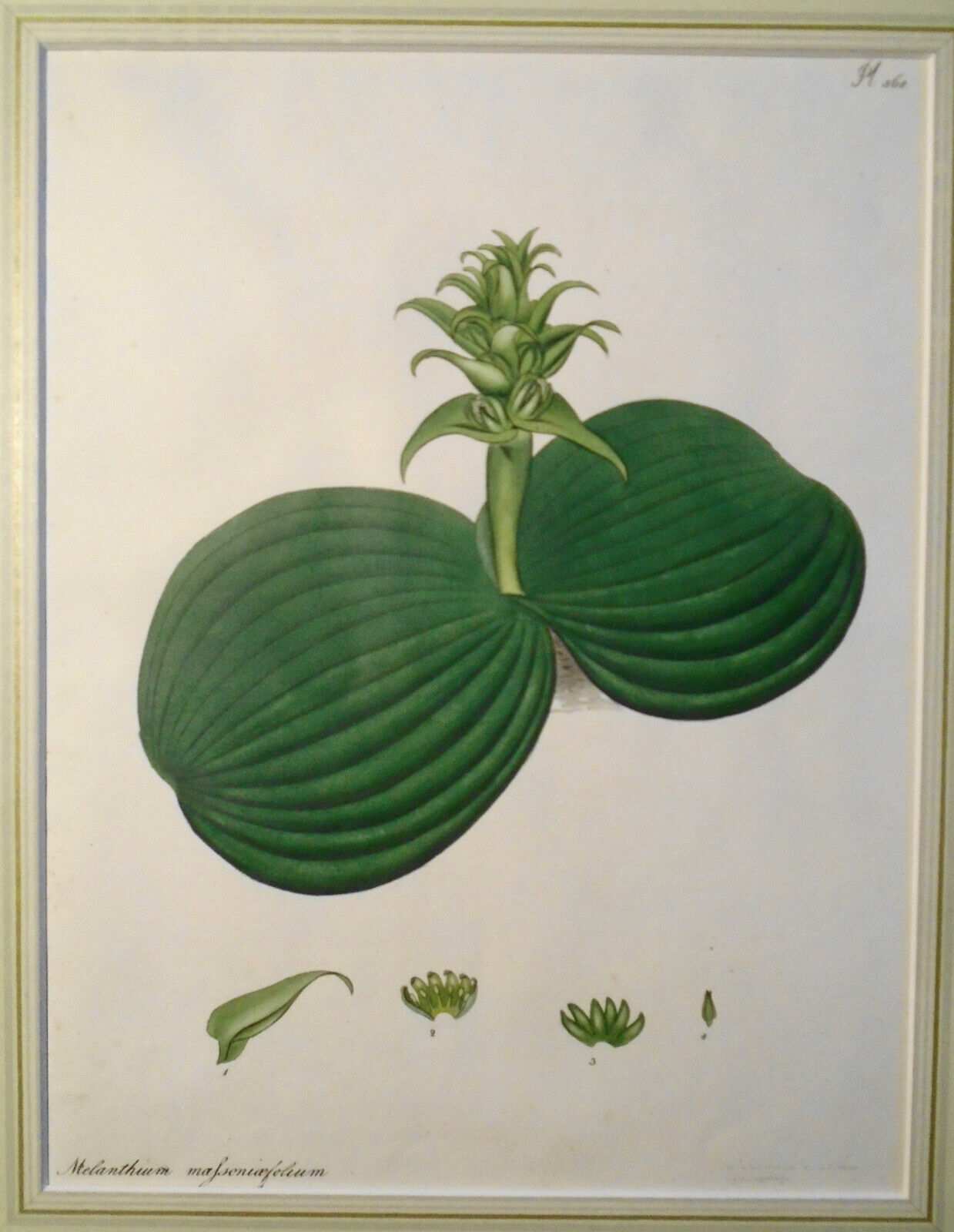 1805 melanthium massoniaefolium - Botanist's Repository, Henry Charles Andrews