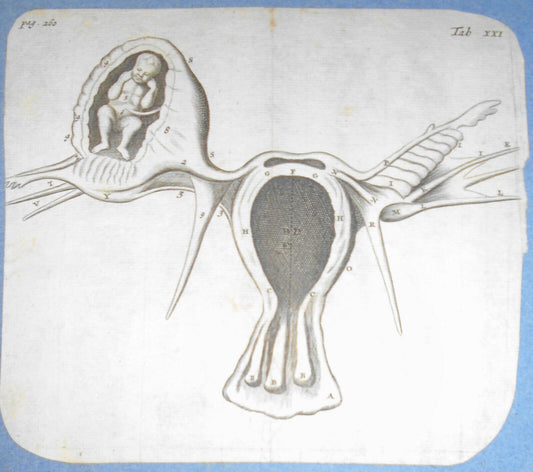 1672 De mulierum organis generationi inservientibus tractatus novus Plate Tab 21