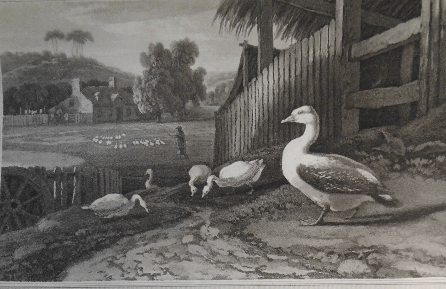 1807 Goose, by William Daniell. Aquatint engraving.