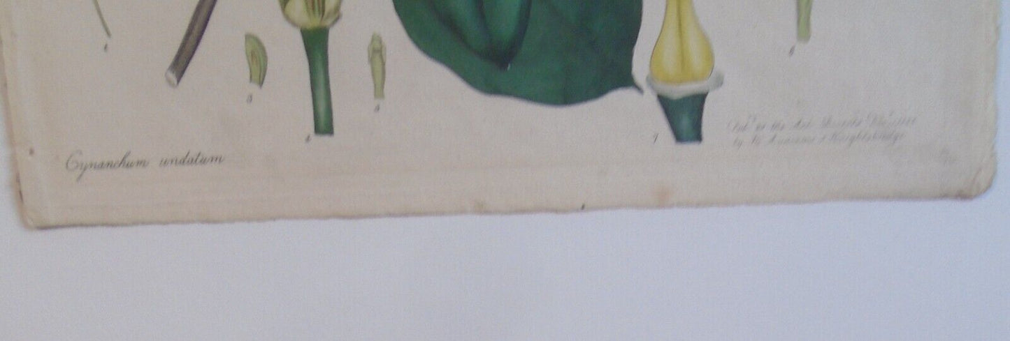 1804 Cynanchum Undatum, pl. 410 - Botanist's Repository, Henry Charles Andrews
