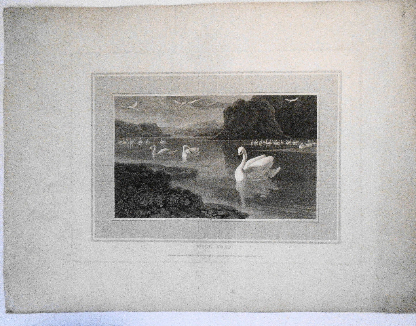 1807 Wild Swan, by William Daniell. Aquatint engraving.