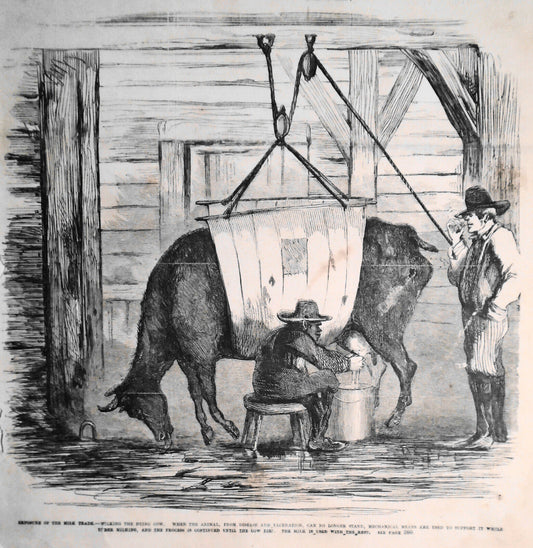 Exposure Of The Milk Trade - Milking The Dying Cow -  Frank Leslie's,  1858