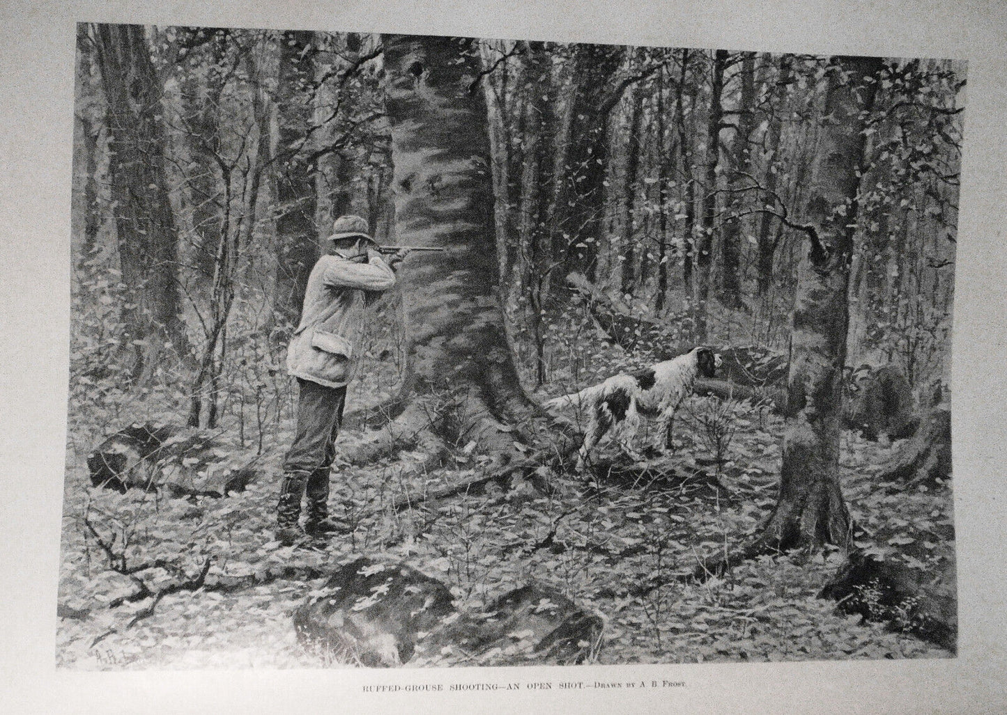 Harper's Weekly  January 1, 1898 -  Original - Frost: Ruffed-Grouse Shooting etc