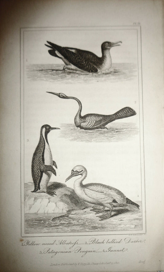 1825 engraving - Goldsmith - Yellow nosed Albatross, Black bellied Darter, Patag