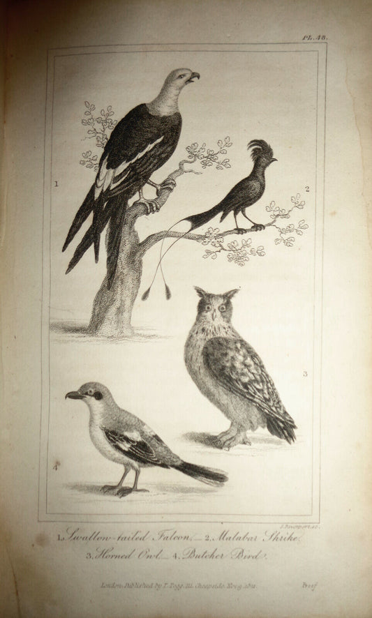 1825 engraving - Goldsmith - Swallow-tailed Falcon, Malabar Shrike, Horned Owl,