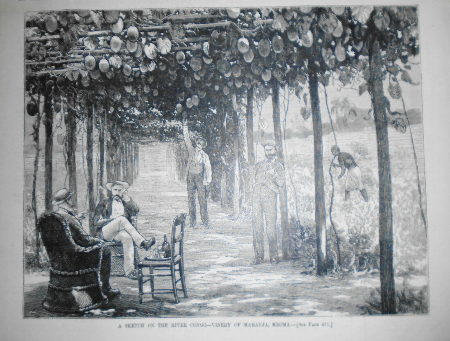 A Sketch on the River Congo - Vinery of Maranja, Mboma - Harper's Weekly 1878
