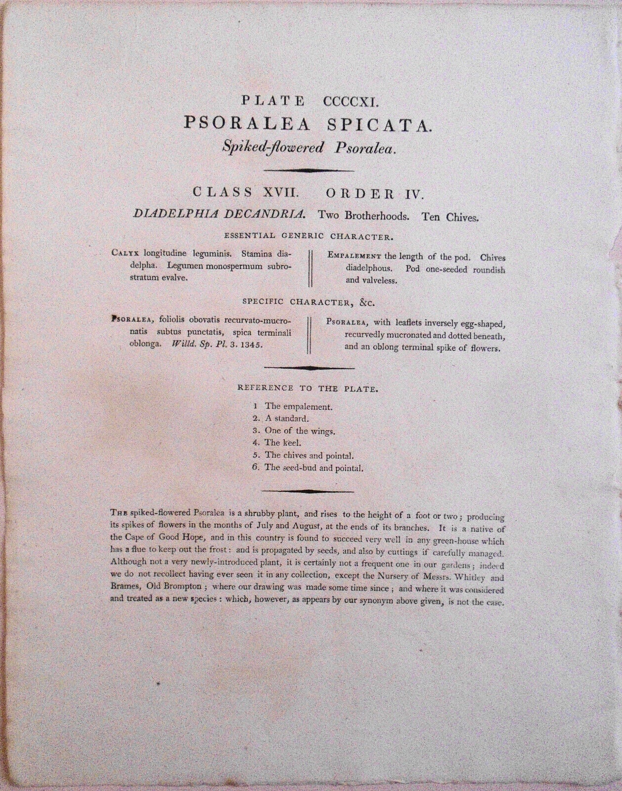 1804 Psoralea spicata, pl. 411 - Botanist's Repository, Henry Charles Andrews