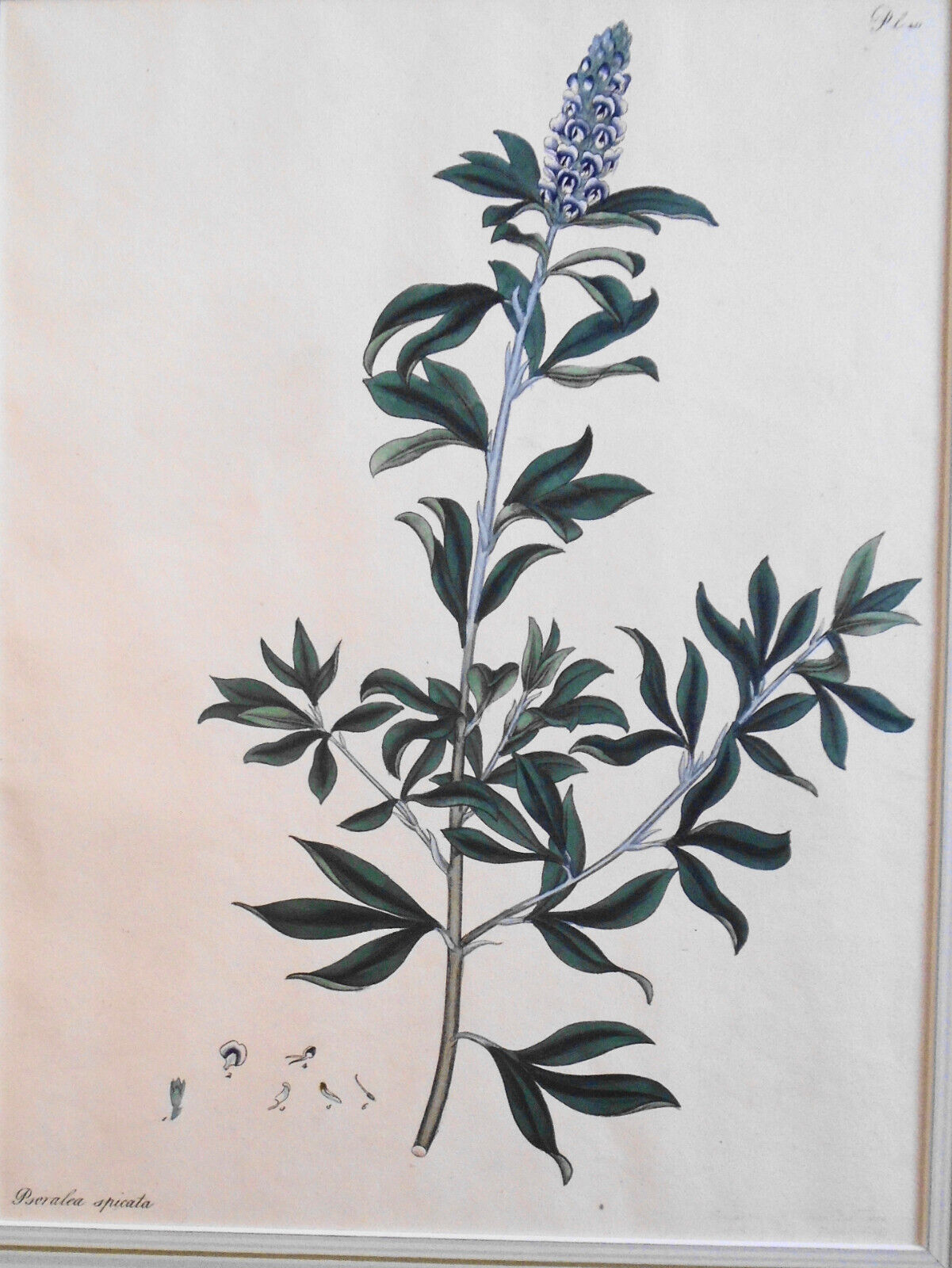 1804 Psoralea spicata, pl. 411 - Botanist's Repository, Henry Charles Andrews