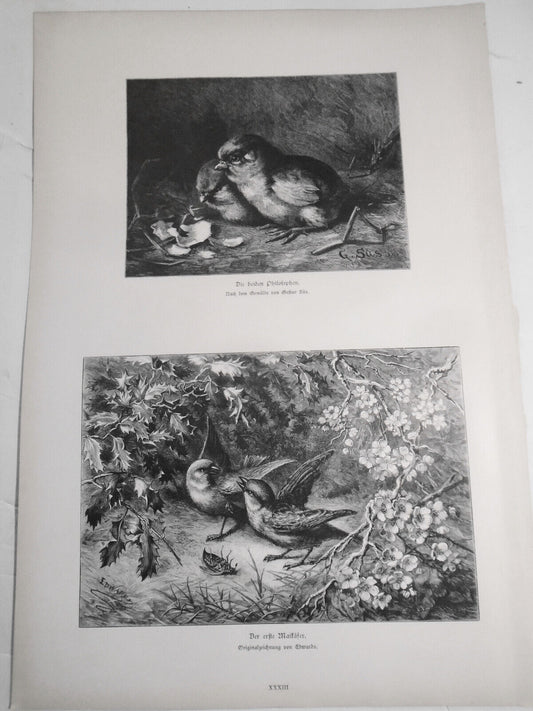 Die Beiden Philosophen, by Sus & Der Erste Maikafer, by Edwards - 1884 Original