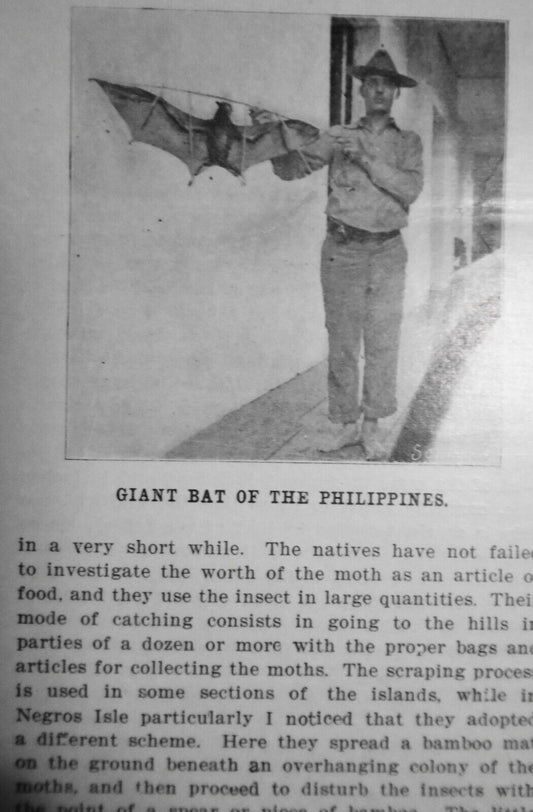 Giant Bat Of The Philippines  - Some Singular Foods Of The Filipinos - 1901