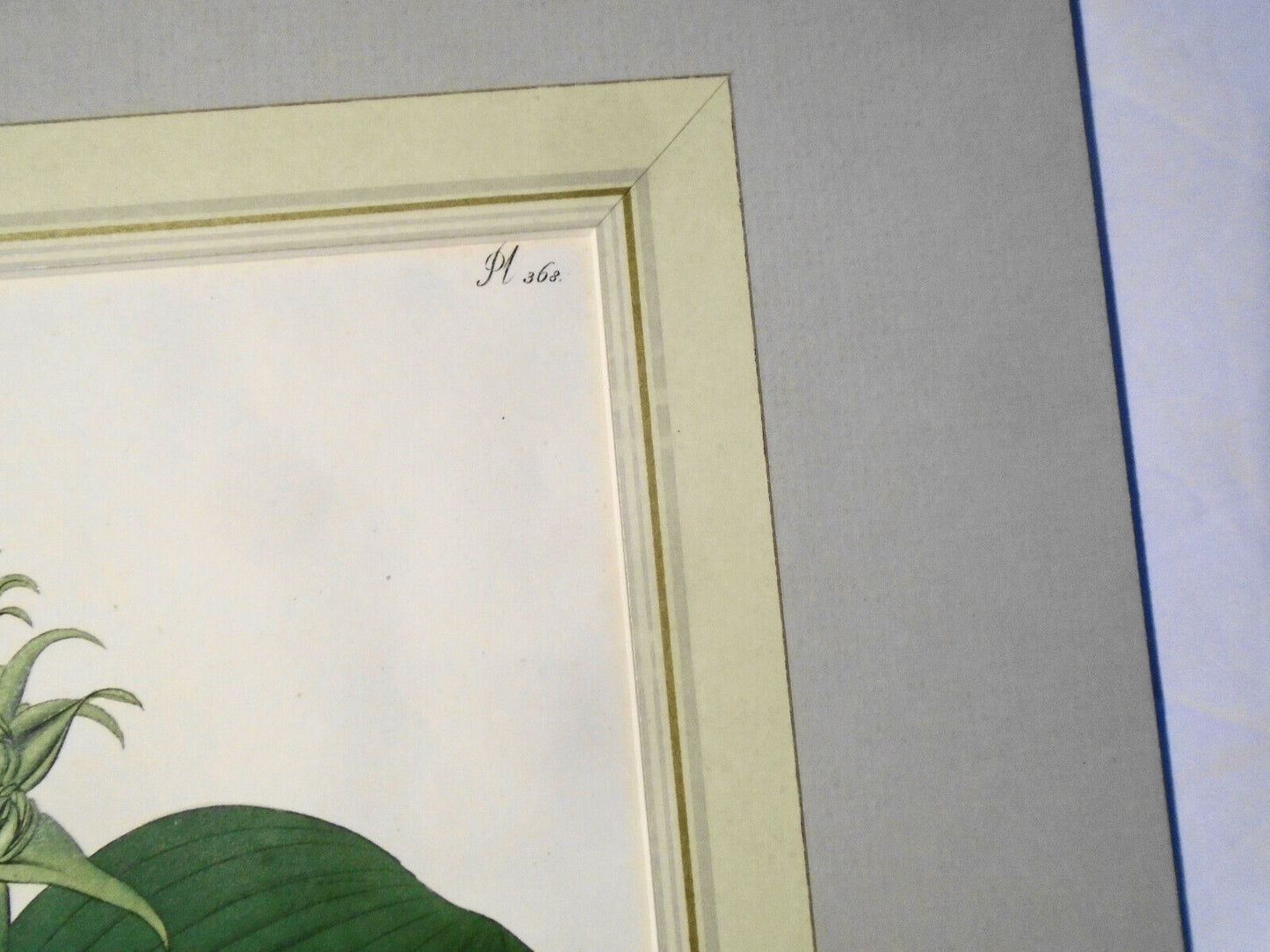 1805 melanthium massoniaefolium - Botanist's Repository, Henry Charles Andrews