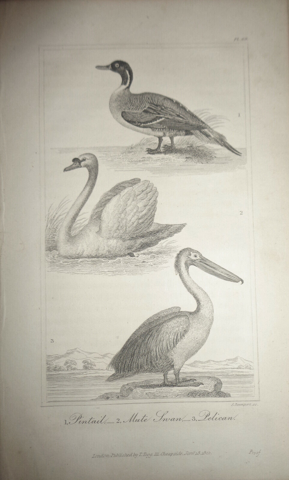 1825 bird steel engraving - Goldsmith - Pintail, Mute Swan, Pelican