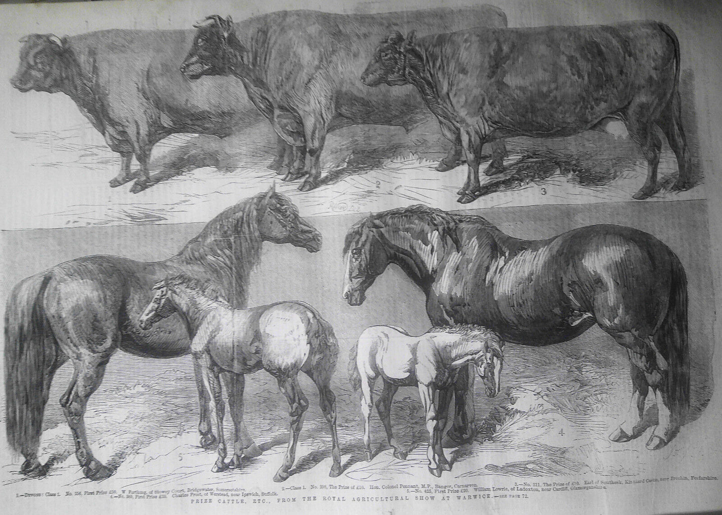 Illustrated London News July 23, 1859. Notre Dame Cathedral Restored. Cattle etc