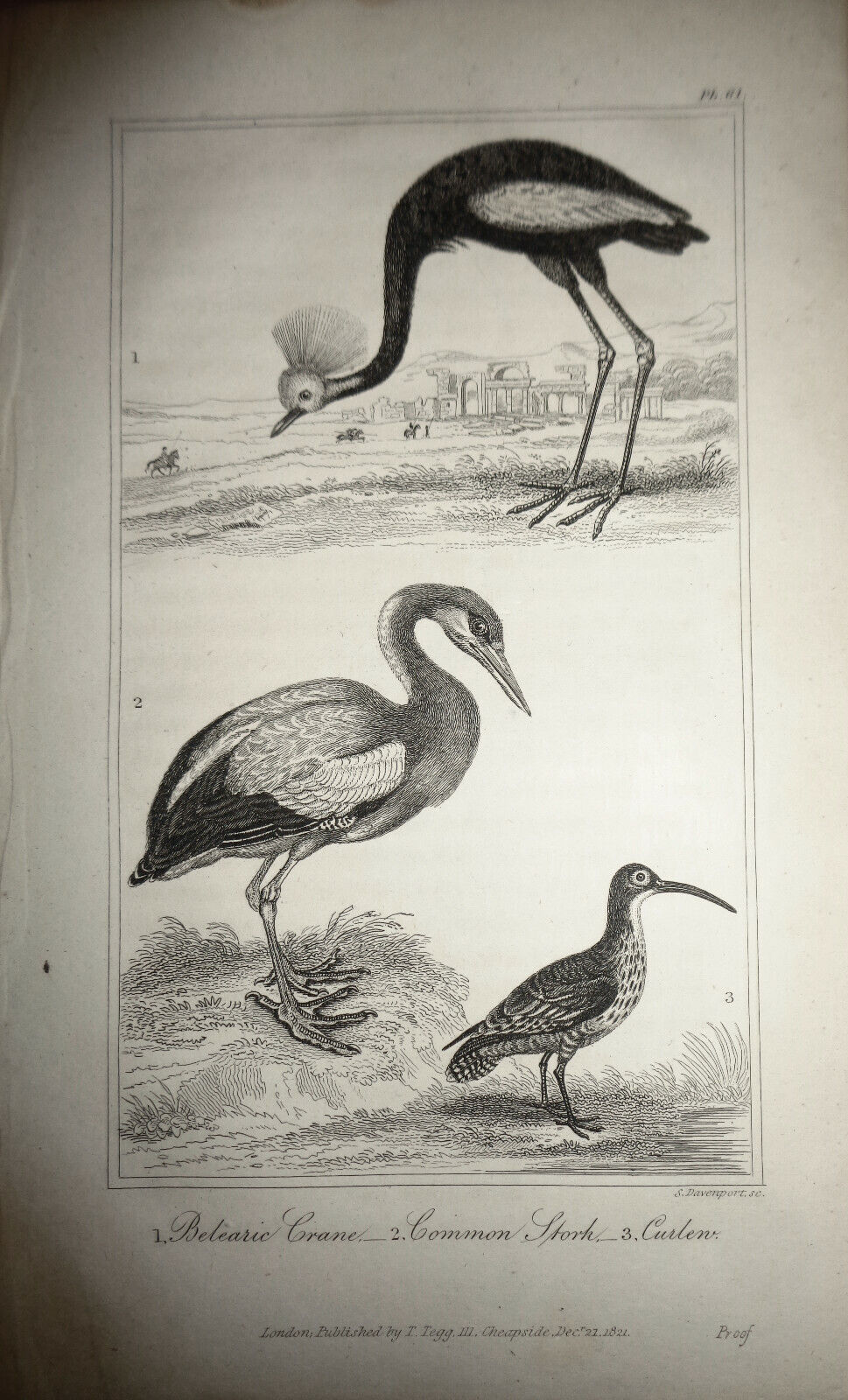 1825 bird steel engraving - Goldsmith - Betearic Crane, Common Stork, Curlen