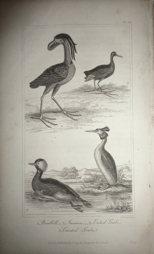 1825 bird engraving - Goldsmith - Boatbill, Iacana, Eared Grebe, Crested Grebe