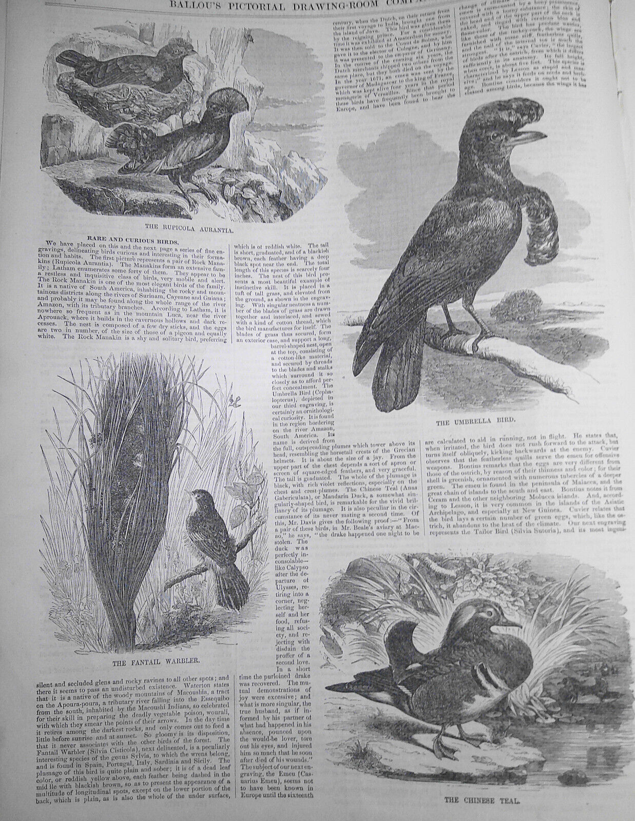 Ballou's Pictorial, February 14, 1857. Rare and Curious Birds; Tennessee; etc