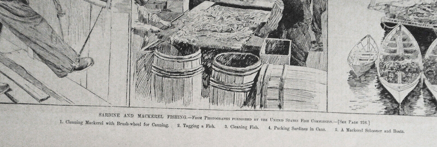 Sardine And Mackerel Fishing - Harper's Weekly - March 23, 1889