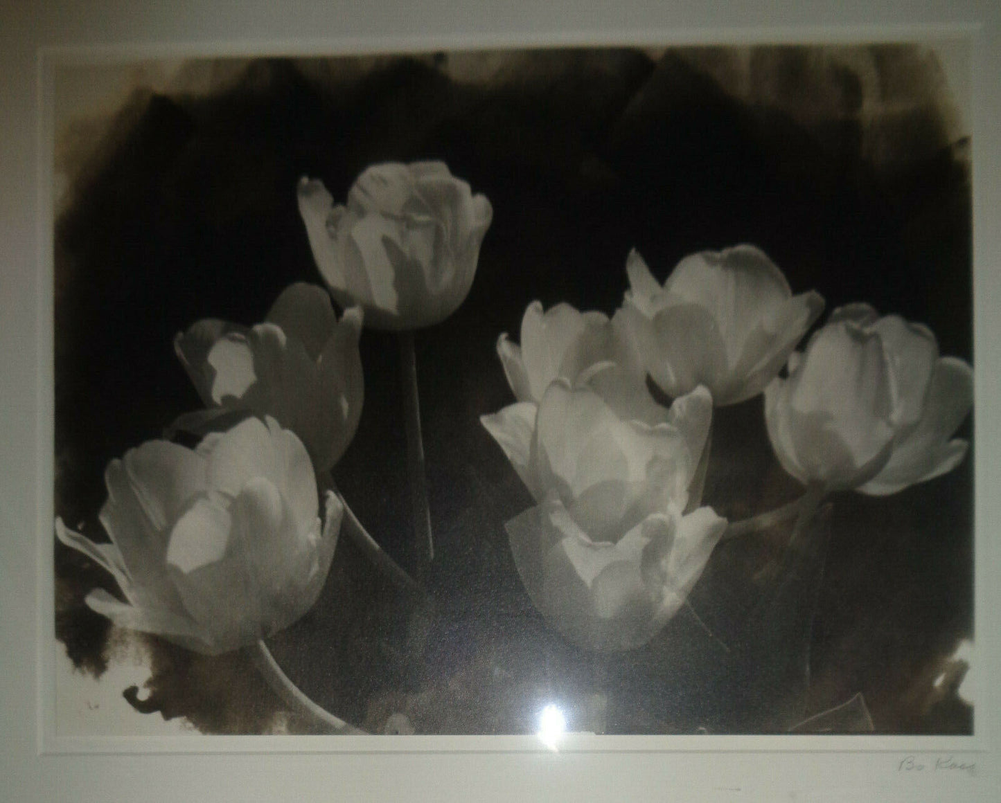 Bo Kass : White Tulips - Signed Silver gelatin photograph; framed
