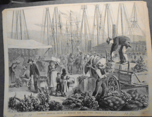 Landing Tropical Fruits At Burling Slip New York Harper's Weekly Engraving 1870