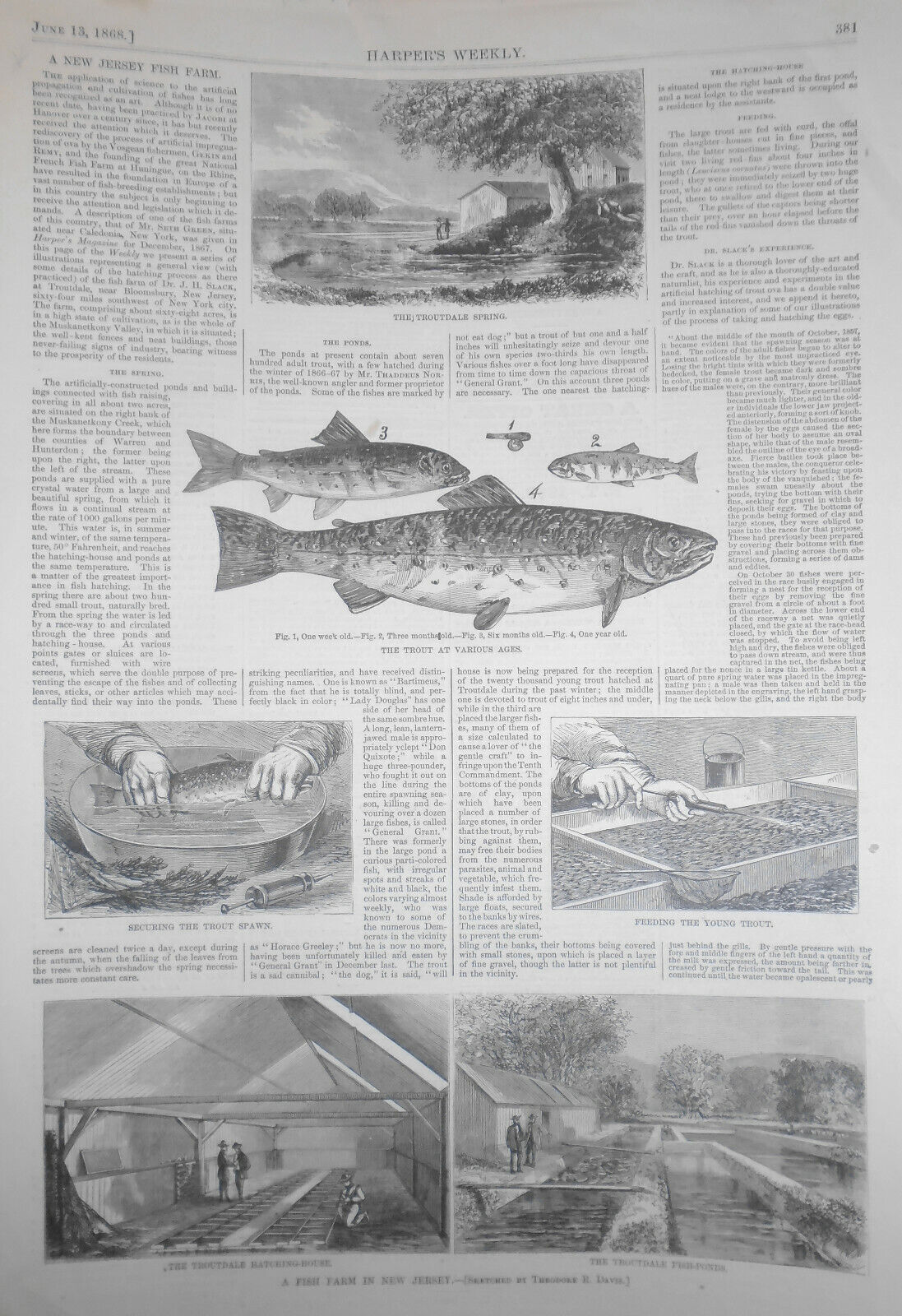 A New Jersey Fish Farm - June 13, 1868 - Harper's Weekly