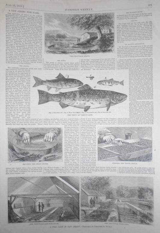A New Jersey Fish Farm - June 13, 1868 - Harper's Weekly