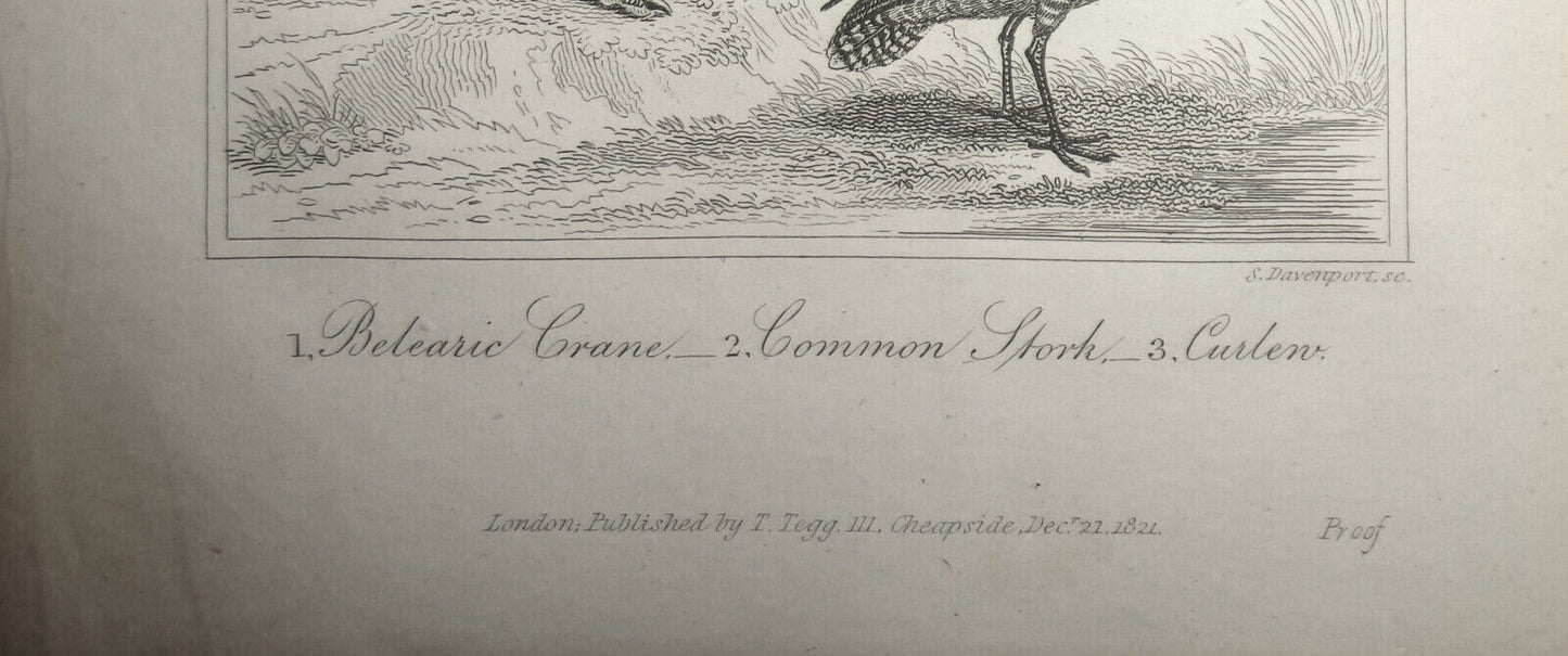 1825 bird steel engraving - Goldsmith - Betearic Crane, Common Stork, Curlen