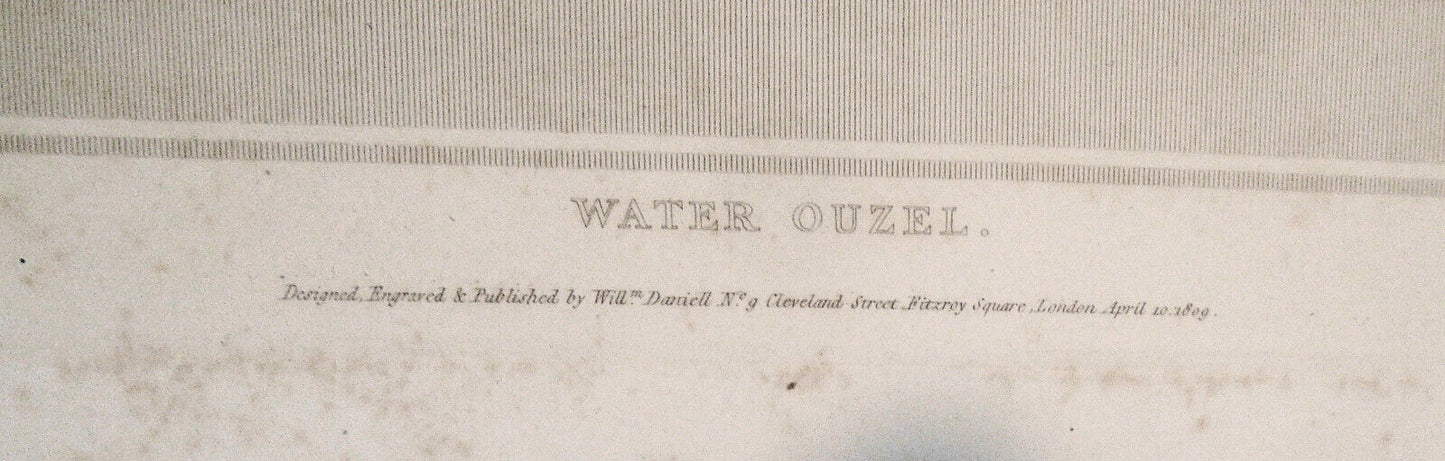1809 Water Ouzel, by William Daniell