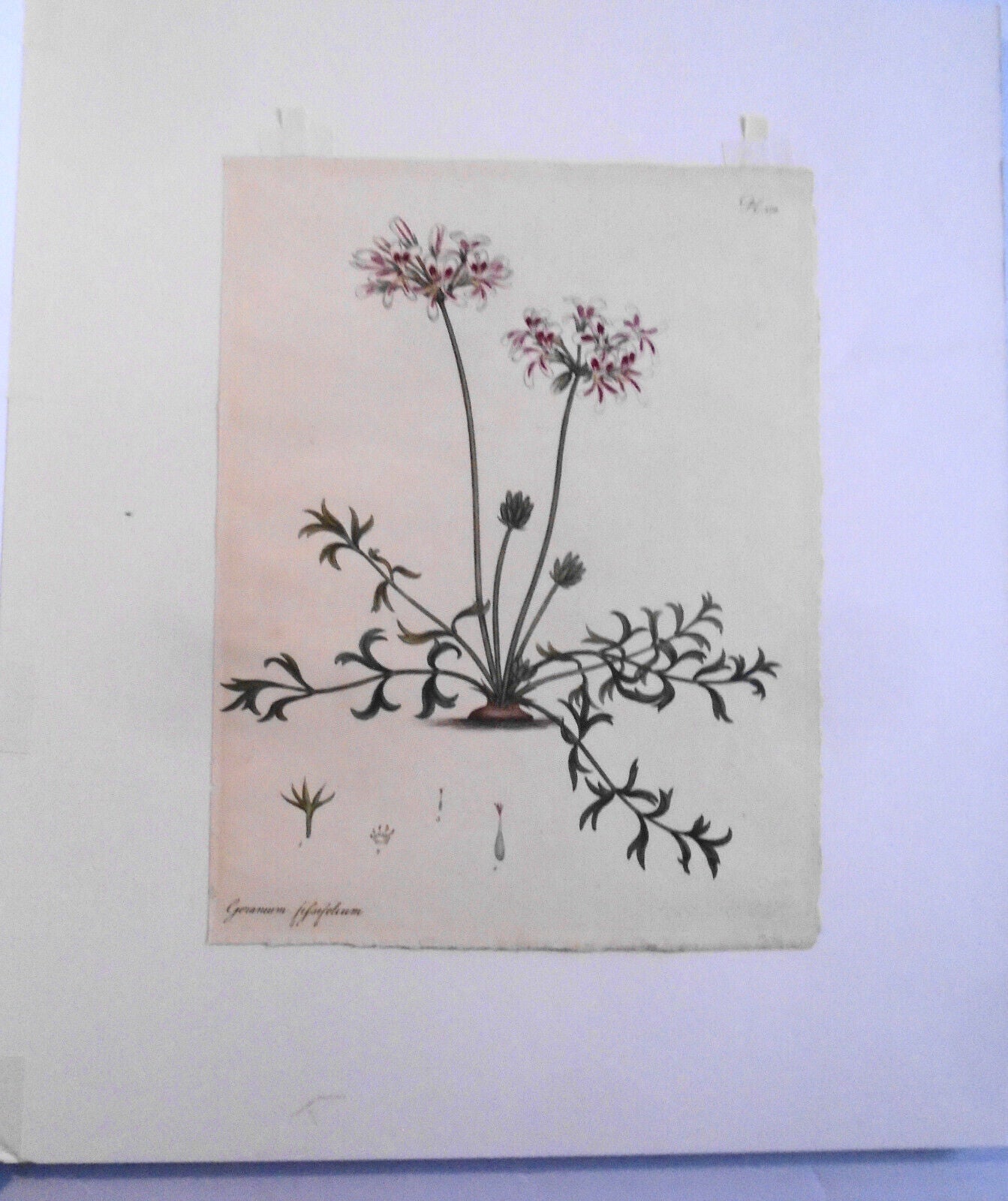 1805 Geranium Fissifolium pl. 378 - Botanist's Repository, Henry Charles Andrews