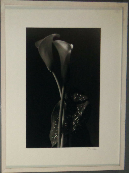 Bo Kass: Calla Lily - SIGNED original Silver Gelatin photograph, Framed